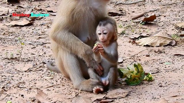 Adorable skinny baby Rex is so brave screaming & lip smacking to cameraman, but mom holding tightly смотреть онлайн