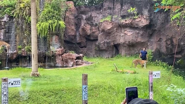 MEGATANK PENUH HEWAN DILINDUNGI! AKU MENEMUKAN MANUSIA SILUMAN HARIMAU! GREBEK BALI SAFARI! #part1 смотреть онлайн