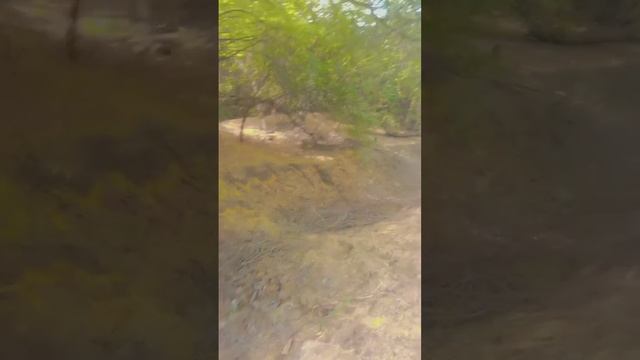 jungle vlog Safari | Jaan or main jungle main ghoomte huay | Village life style | Sindh, Pakistan смотреть онлайн