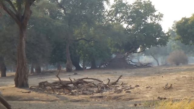 Lion Attack Zimbabwe Mana Pools Walking Safari Africa