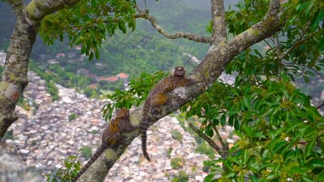 4k Video Natural wild animal Drone footage #nature #animals #music #viral #youtube #wildlife смотреть онлайн