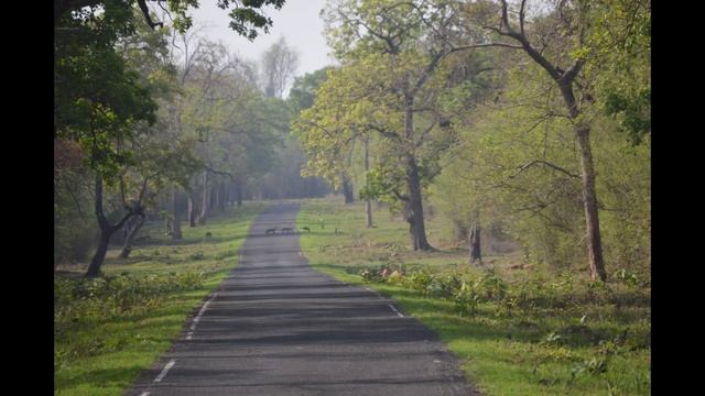 Wildlife Safari at Tadoba and Pench | Tiger, Leopards, Wild Dogs and more смотреть онлайн