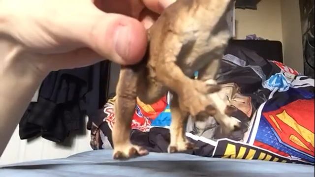 Safari Ltd Iguanodon 2016 Figure Review смотреть онлайн