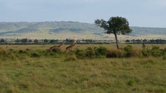 Giraffe family-Mara Serena смотреть онлайн