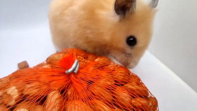 КОШКА ПОДСМАТРИВАЕТ КОГДА ХОМЯК ИЩЕТ !!!!!!!!!! смотреть онлайн