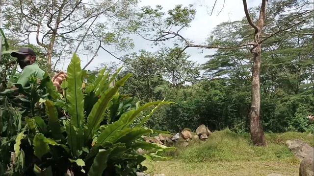 Taman Safari Bogor 2023 | Safari Journey dan Animal Feeding. смотреть онлайн
