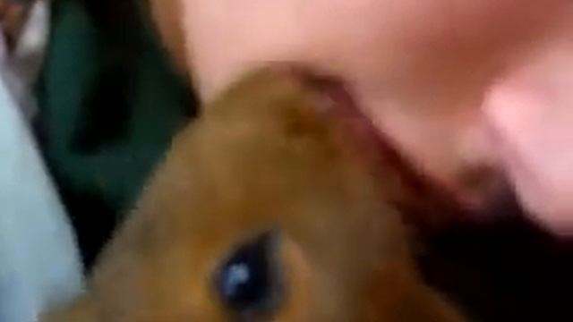 BS Youtube API Hottest Guinea Pig Ever Google Chrome смотреть онлайн