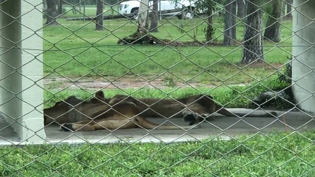 Lion Country Safari | Exploring Florida | Things are about to get wild смотреть онлайн