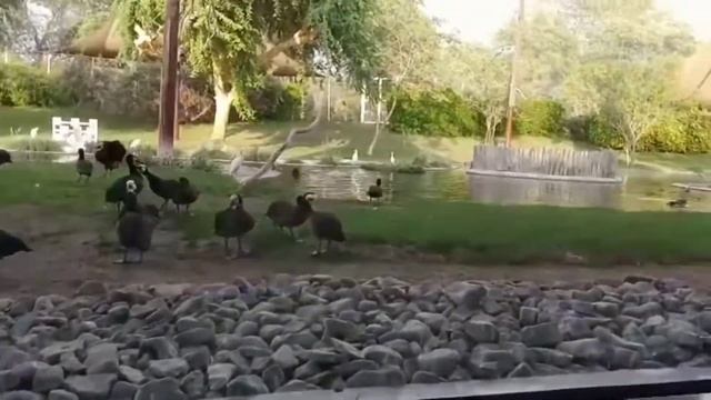 Sharjah Zoo | PART 1 | Dubai Special Vlogs смотреть онлайн