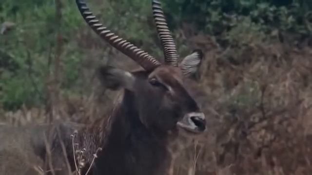 Best Animal WIld Wildlife of AFRICA Documentary HD смотреть онлайн