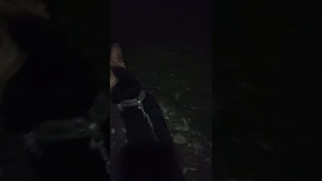 Восточно Европейская Овчарка смотреть онлайн