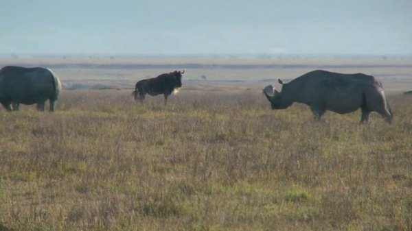 6 Black Rhinos in the Ngorongoro Crater