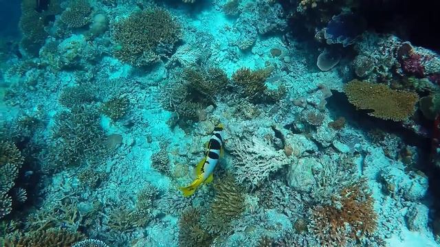 150830 Maldives Safari Island Snorkeling смотреть онлайн