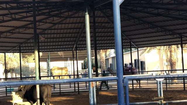 Mitu riding the camel in SHARJAH zoo смотреть онлайн