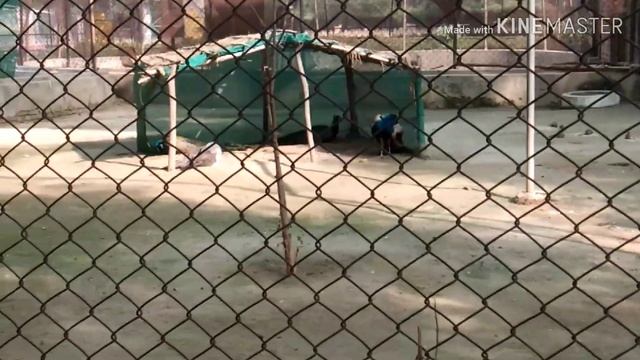 Patialia zoo || Mini zoo || exotic animals || Royal city of the world. смотреть онлайн