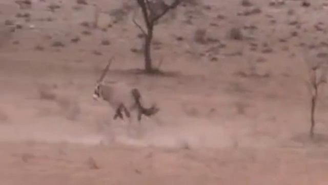 Brave Gemsbok Knock Down Cheetah With Their Horns to Save Baby Gemsbok - Cheetah vs Rabbit, Gemsbok смотреть онлайн