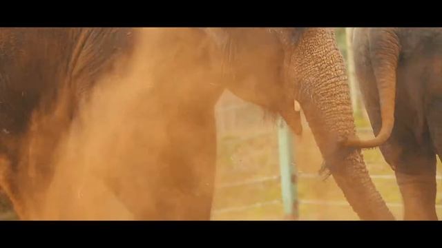 Woburn Safari Park Baby Elephant смотреть онлайн