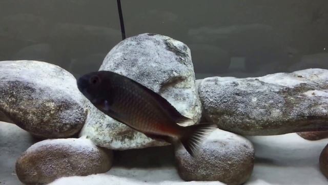 The Little One Is Getting Brave смотреть онлайн