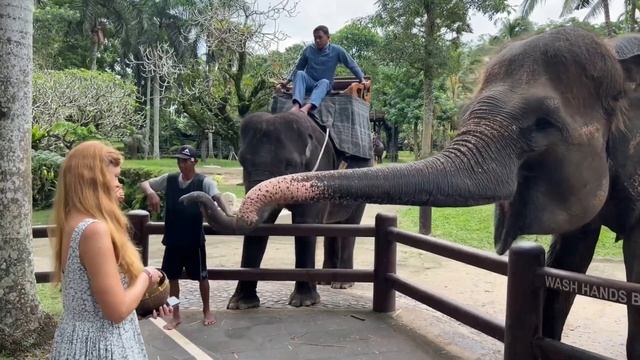 Elephant Safari Park Lodge Bali #youtube #travelvlog #elefante #bali #amazing #trending #beautiful смотреть онлайн