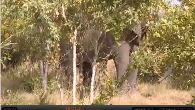 Mar 9 WildEarth Safari AM Drive: Ellies and we are not welcome! смотреть онлайн