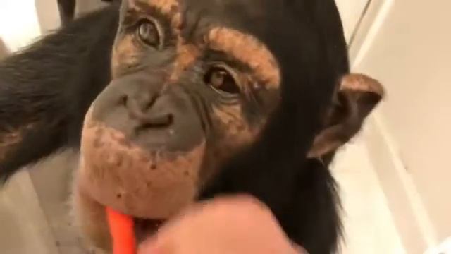 Vali the Chimpanzee Getting Teeth Brushed Before Bed - Myrtle Beach Safari смотреть онлайн