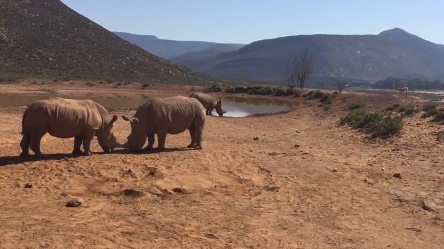 Aquila game reserve Rhinos at play смотреть онлайн