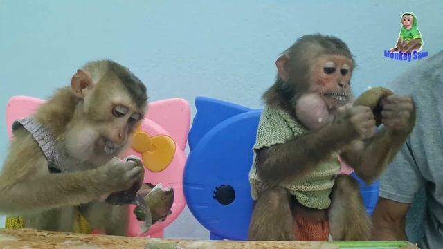 Sam boy & Asher like to eat custard apple смотреть онлайн