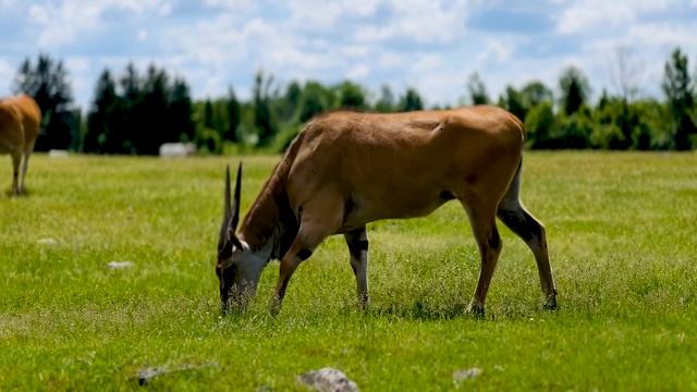 African Lion Safari Hamilton - Cambridge 2024 смотреть онлайн