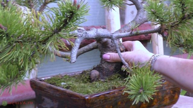 Бонсай-деревья в миниатюре.