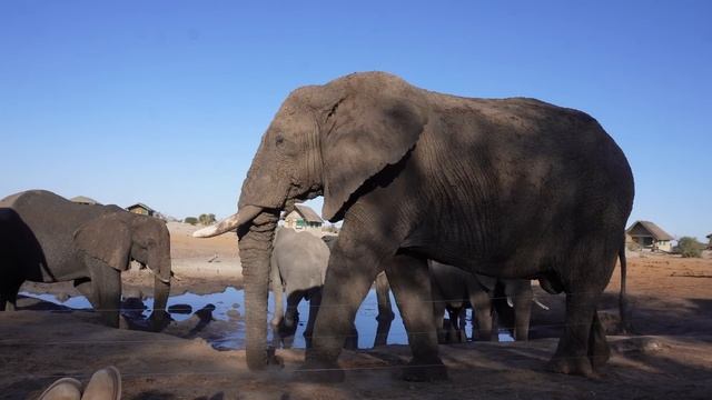 The Truth About Elephant Sands | Botswana | Overlanding Africa In Our Land Rover Defender Camper смотреть онлайн