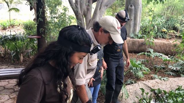 Safari de Retos: La búsqueda de la Pitón смотреть онлайн