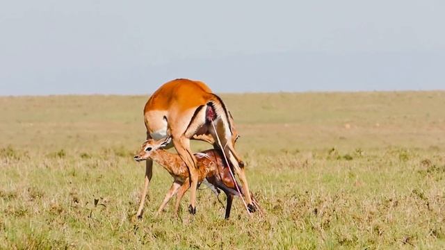 Newborn Impala Takes First Shaky Steps | Masai Mara Safari смотреть онлайн