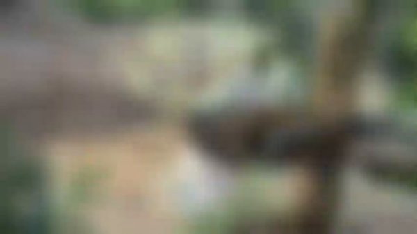 Wild animals for kids to learn | Educational video | Talking flash cards