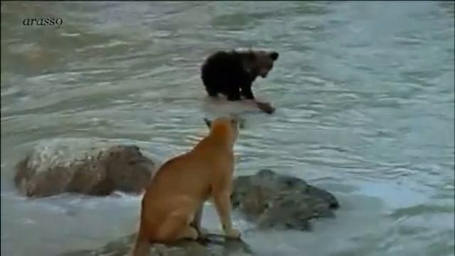 Emotional Music Brave Touch Brave Bear Cub Against Cougar смотреть онлайн