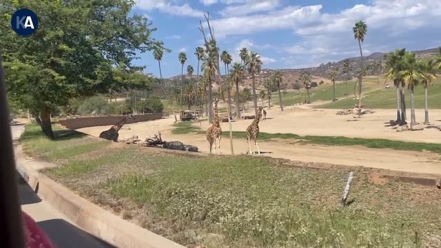 San Diego zoo safari park 2022 | Fall Break смотреть онлайн