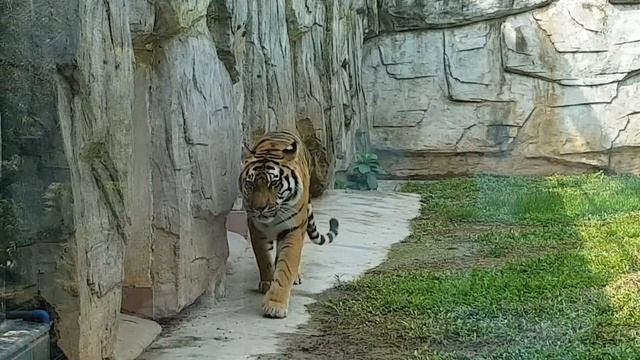 China trip part 02; Guangzhou Zoo Visit смотреть онлайн