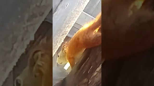 Белочка пришла))) смотреть онлайн