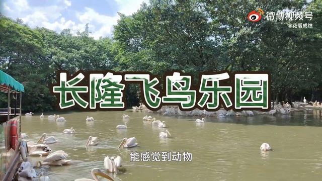 cats and watching the plateau: How to go shopping in Xining Safari Park? смотреть онлайн