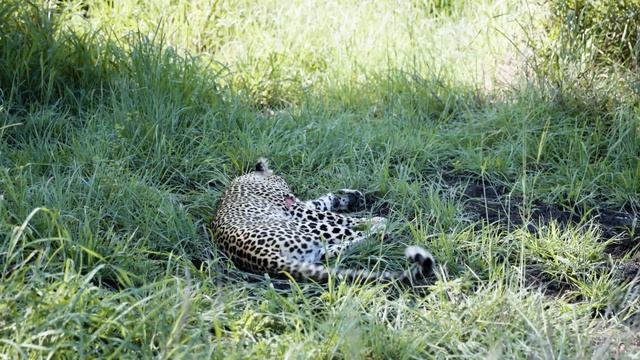 Festive Virtual Safari: Ultimate Game Drive Highlights #93- Londolozi TV смотреть онлайн