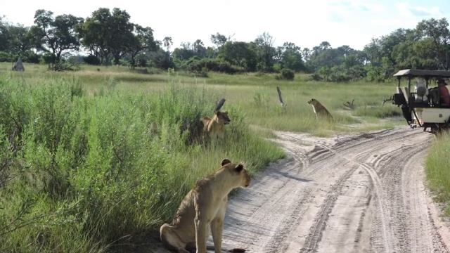 African Encounters in Botswana 2018 смотреть онлайн