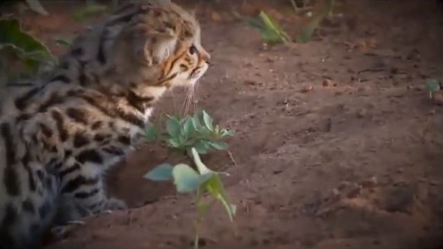 Africa's SMALLEST PREDATOR with 60% killing rate смотреть онлайн