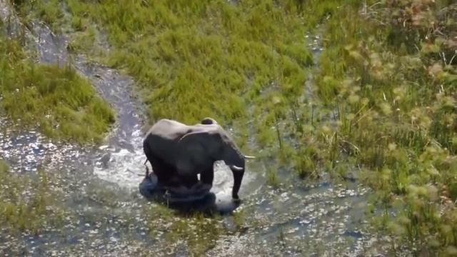 Amazing Brave Elephant Attack To Escape The Crocodile Hunt Underwater – Elephant Vs Crocodile смотреть онлайн
