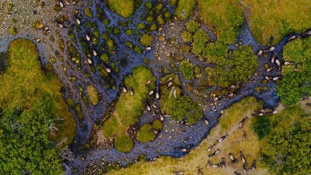 LG 8K demo video : The Wild (HDR) смотреть онлайн