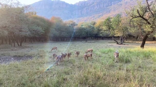 Ranthambore Zone 2 Safari | Tiger Sighting at Ranthambore National Park Zone 2 | T120 Ganesh Tiger смотреть онлайн