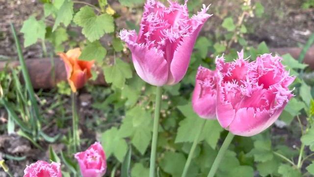 Первый день мая. смотреть онлайн