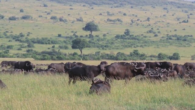 Wild Animal Mating - (HD)