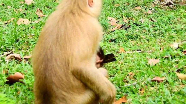 So sweet & brave baby Rex dare to catch & bite Cameraman hand| Rose allow Rex play with Human hand смотреть онлайн