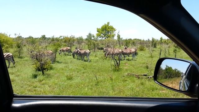 Zebra migrating in Kruger National Park on Private Safari with Nandina Guest House www.nandina.co.z смотреть онлайн