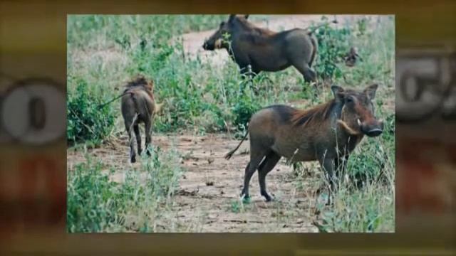 African Safari: Tarangire National Park (Tanzania) Video смотреть онлайн