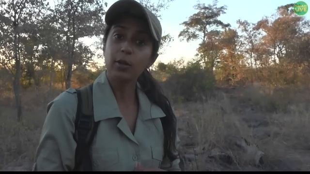 Leopards and Spiders on Safari! | Safari Live смотреть онлайн